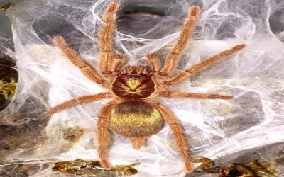 Holothele Incei Gold Tarantula